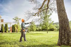 Professional Tree Care in Redding, CA
