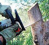 Best Tree Mulching  in Redding, CA