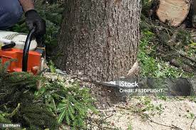 Best Fruit Tree Pruning  in Redding, CA