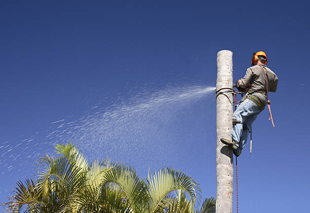 Best Root Management and Removal  in Redding, CA