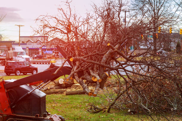 Best Tree Disease Treatment  in Redding, CA
