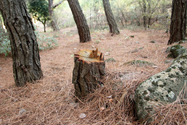 Best Tree Cabling and Bracing  in Redding, CA