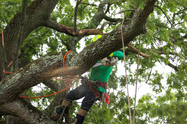 Best Lawn Dethatching  in Redding, CA