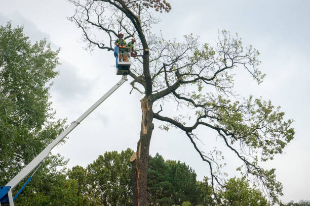 Best Tree and Shrub Care  in Redding, CA