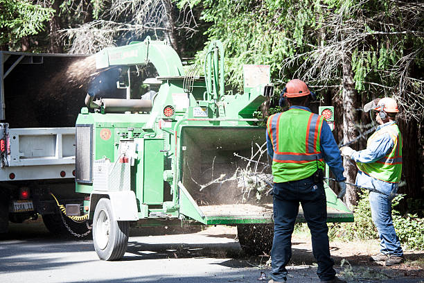 Best Stump Grinding and Removal  in Redding, CA
