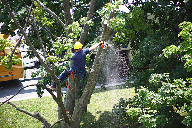 Best Tree Risk Assessment  in Redding, CA