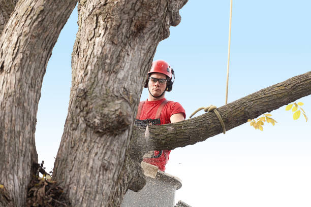 Pest Control for Lawns in Redding, CA