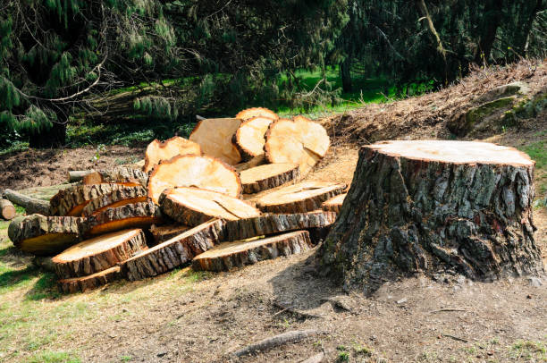 Best Tree Trimming and Pruning  in Redding, CA